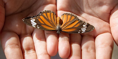Memorial Butterfly Release 2022: Love Takes Flight