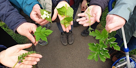 Foraging for beginners tickets