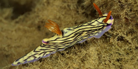 NaturallyGC  Sea Slug Citizen Science (adults)