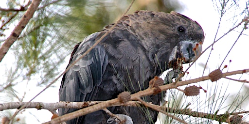 NaturallyGC Glossy Black Cockatoo Count – Field Walk