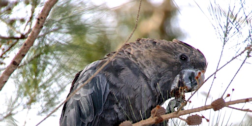 NaturallyGC Glossy Black Cockatoo Count – Field Walk
