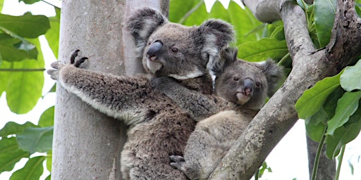NaturallyGC Koala Conservation Walk