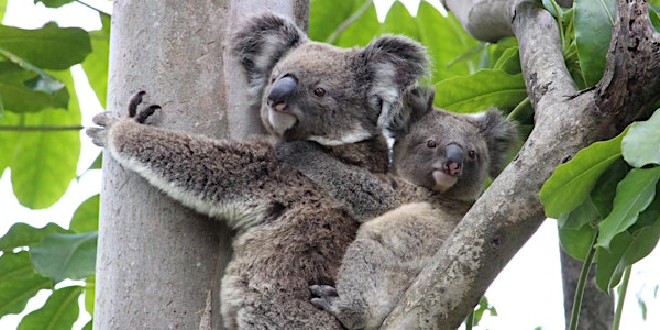 CANCELLED  NaturallyGC Koala Conservation Walk