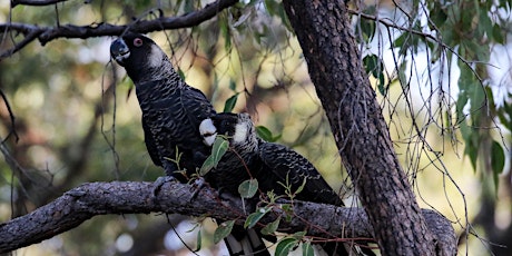 Black Cockatoo Ecology in the Perth Hills tickets