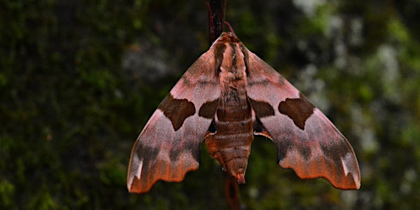 Discover Moths with an expert!