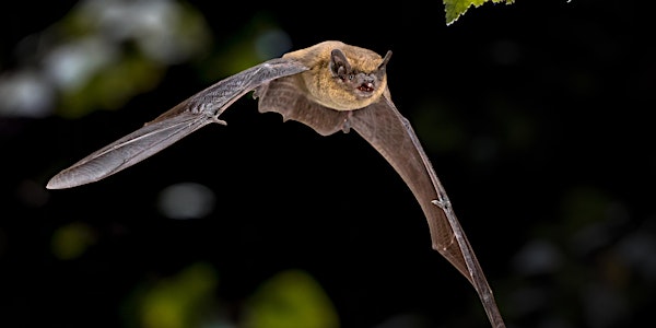 DLR Biodiversity  Cabinteely Bat Walk