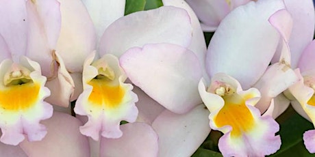 9-20-2022 Orchids