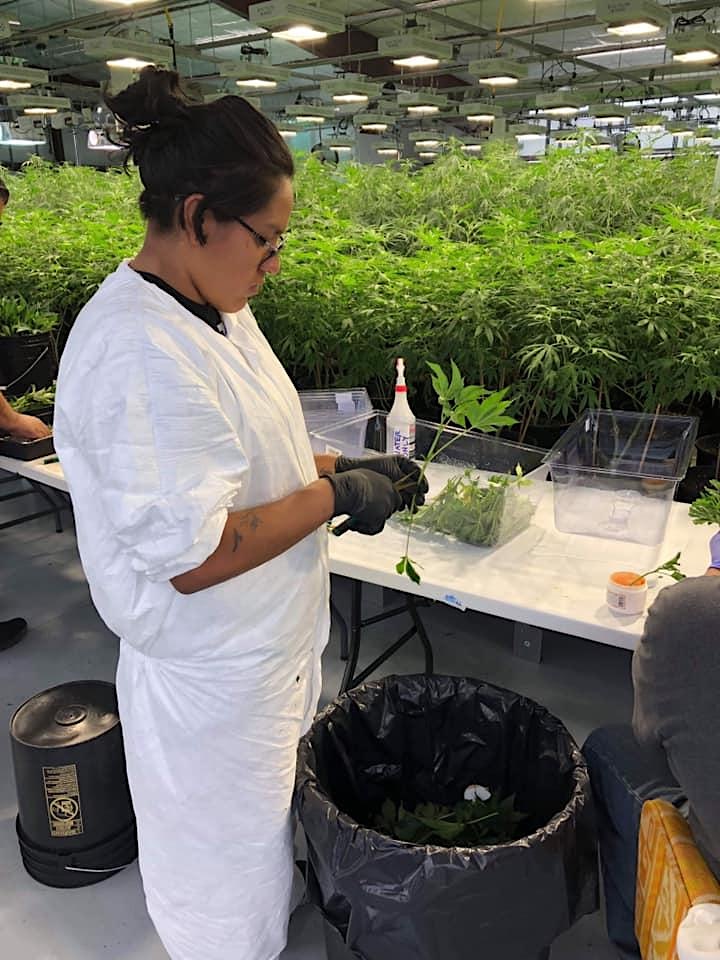 Cannabis Horticulture Technician  Bootcamp image