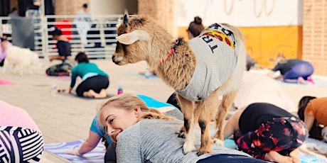 Sold Out! Goat Yoga Addison Circle!