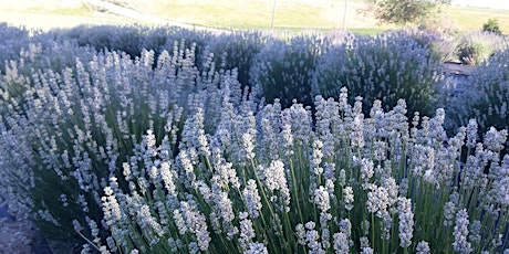 Lavender and Cut Flower Festival tickets