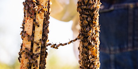 Jacobsen Hive Program Presents: Beekeeping 101 primary image