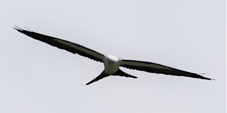 The Story of Swallow-Tailed Kites and the People Who Track Them tickets