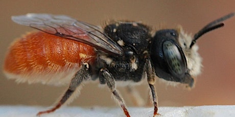 NaturallyGC - Australian native bee conservation tickets