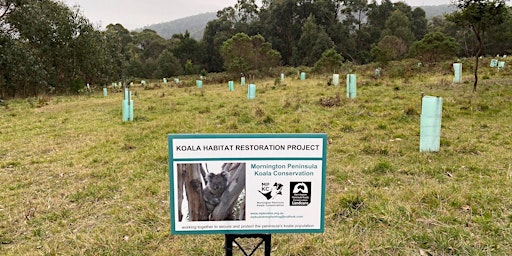 Koala Food Tree Planting Day - Merricks North