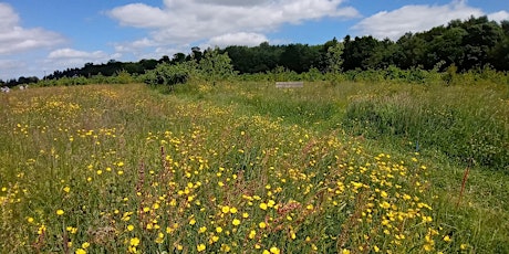 An introduction to woodmeadows: conservation practitioners workshop tickets