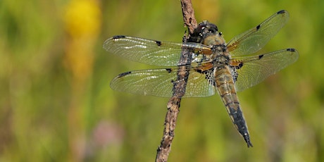 Dragonflies & Damselflies for Beginners – a guided walk with David Chandler tickets