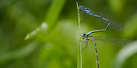 Dragonflies & Damselflies for Beginners – a guided walk with David Chandler tickets