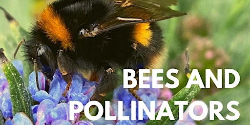 Bees and Pollinators with Brigit Strawbridge