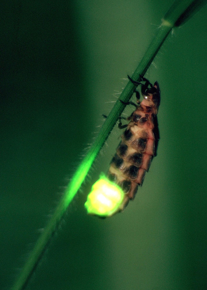 Talk in Great Kingshill: The Glow-worm image