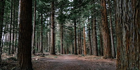 Longleat Forest, Shearwater & Heavens Gate | 7 mile hike (Women only)