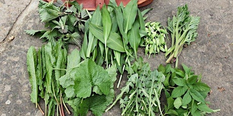 Wild Foraging Workshop (Tunbridge Wells)