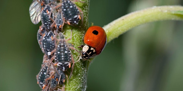 Insects and Diseases in the Garden