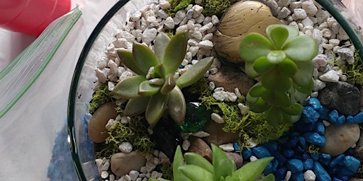Succulent Terrariums at Bike Dog in W. Sac w/Creatively Carrie! Ages 6+