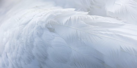 LIVESTREAM | Archangel Meditation tickets
