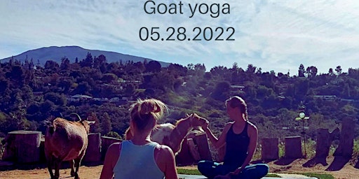 Goat yoga!