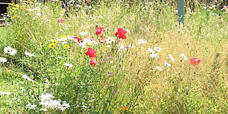 Wildflower Planting @ Chalfont St Peter tickets
