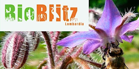 BioBlitz 2022 - Escursioni Parco rurale di Cascina Gatti