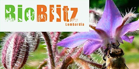 BioBlitz 2023 - Escursioni Parco Nord Milano