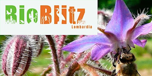 BioBlitz 2022 - Escursioni Parco Nord Milano