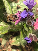 Little New Park Rangers - Bees & Wild Flowers