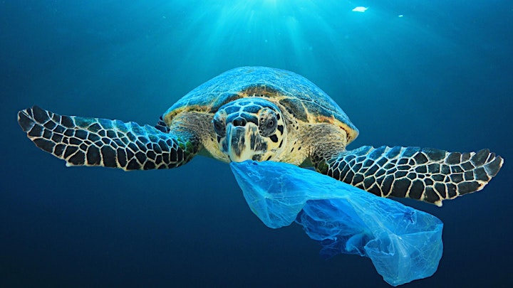 Innovative Solutions for Tackling Plastic Pollution image