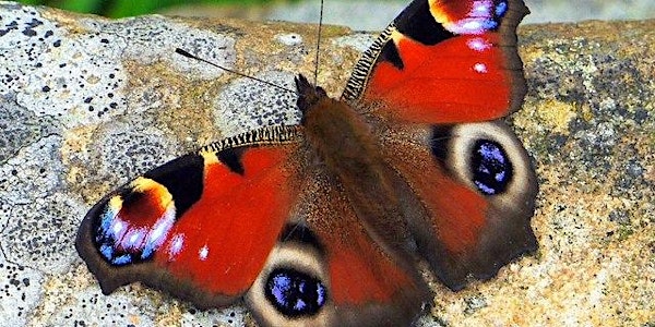 All about birds & butterflies: wildlife training session online