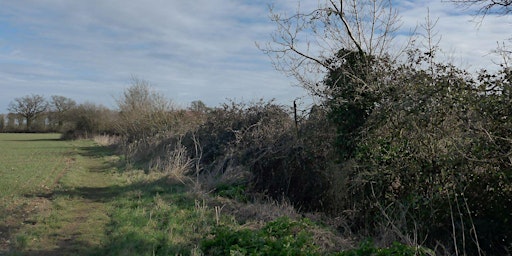 Rapid Hedgerow Assessment