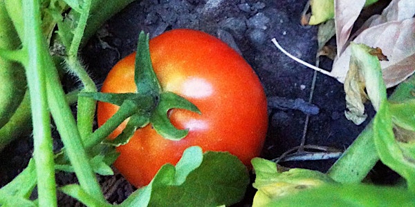 Tomato Grafting Workshop ~ 2017