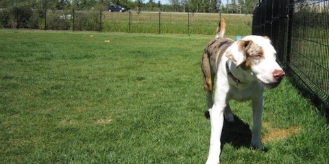 Edmonton Dog Parks - EHS Central Bark Off-Leash Park