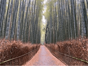Walking through the Bamboo Grove in Arashiyama	Part 1 tickets