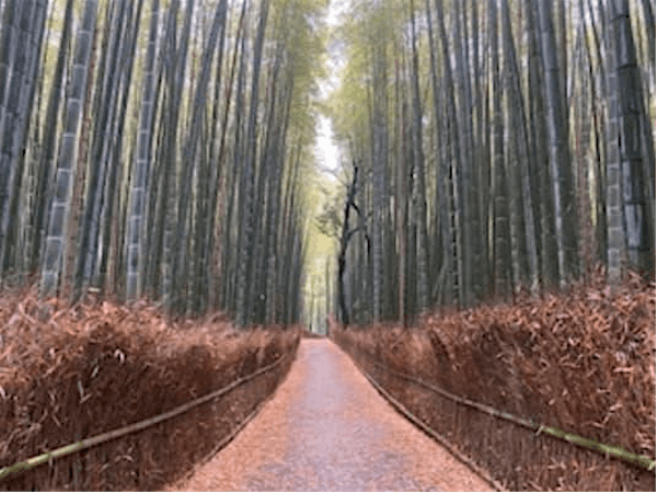 Walking through the Bamboo Grove in Arashiyama	Part 1