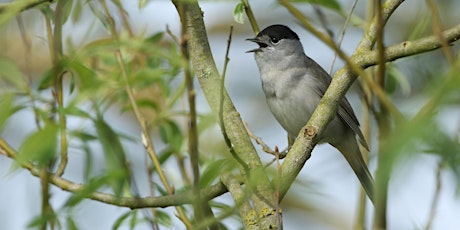 Bird Survey in the Heart of England Forest - BioBlitz 2022 tickets