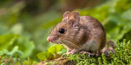 Small Mammals Survey in the Heart of England Forest - BioBlitz 2022 tickets