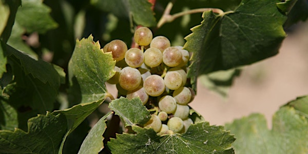 Einfach Riesling - ein Heimatabend für Genießer