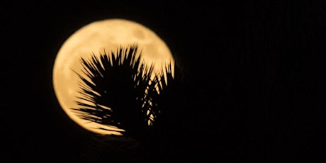 Photographing Joshua Tree By Moonlight Fall 2022