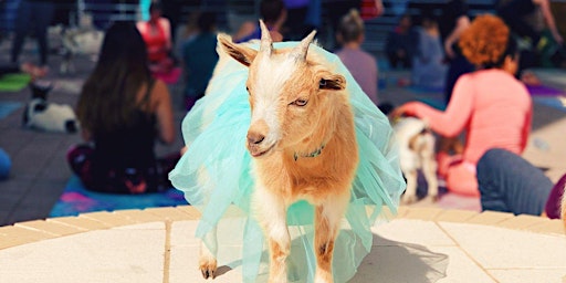 Goat Yoga Fort Worth!