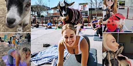 Sold Out! Goat Yoga @ Martin House Brewing Company!