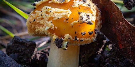A Fungal Foray for Budding Citizen Scientists tickets