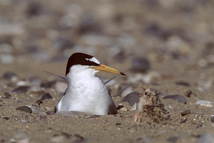 The Big Little Tern Count! image