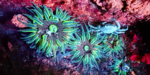 Mini Bioluminescence - Intertidal Walk